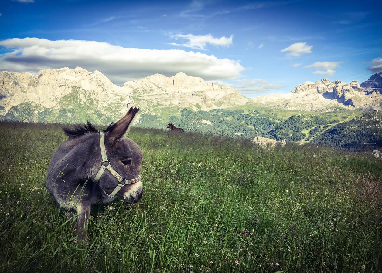 Rifugio Viviani Pradalago Madonna Exteriér fotografie